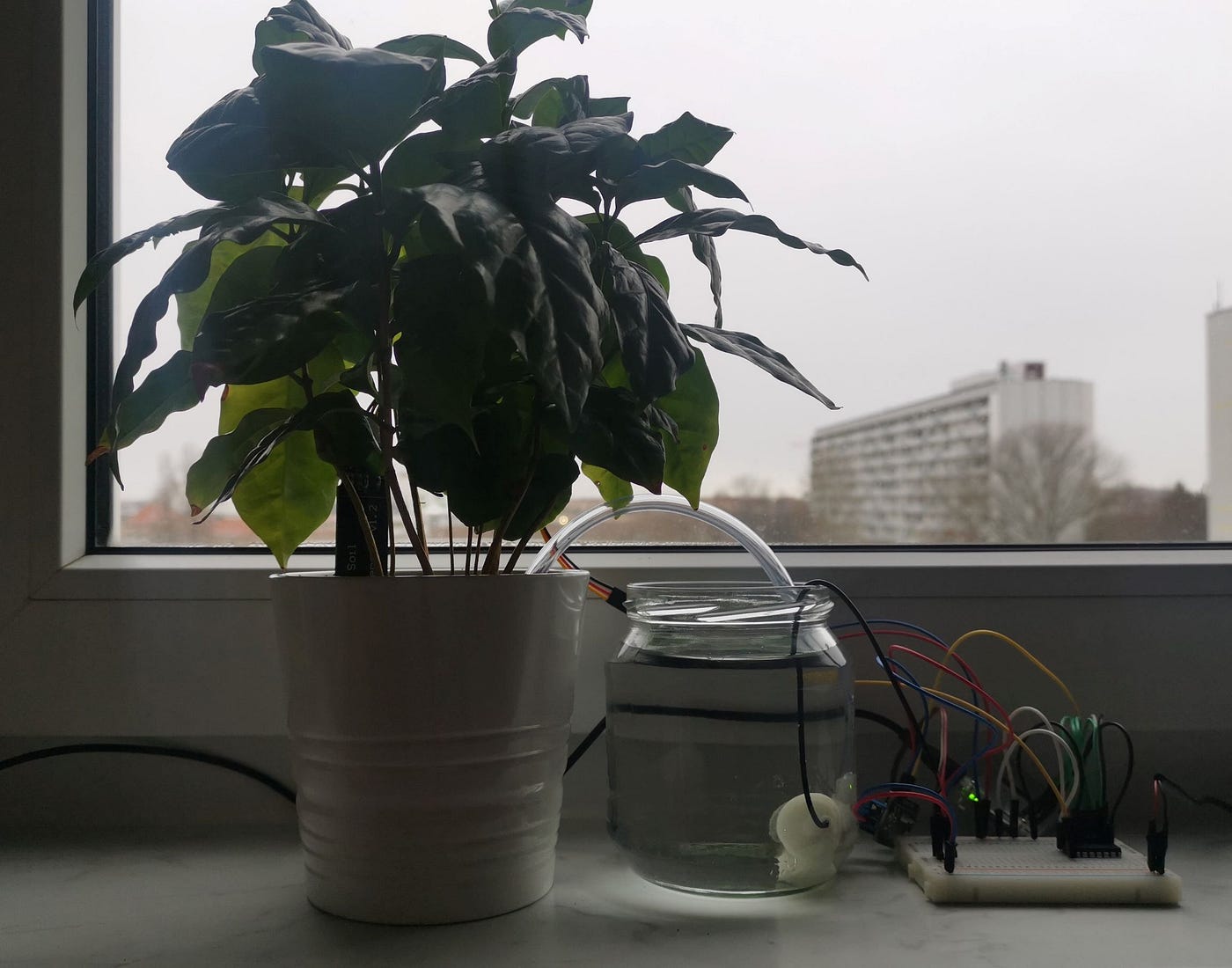 Simplified Raspberry Pi Plant Watering System - Focus on the Essential |  Technology Hits