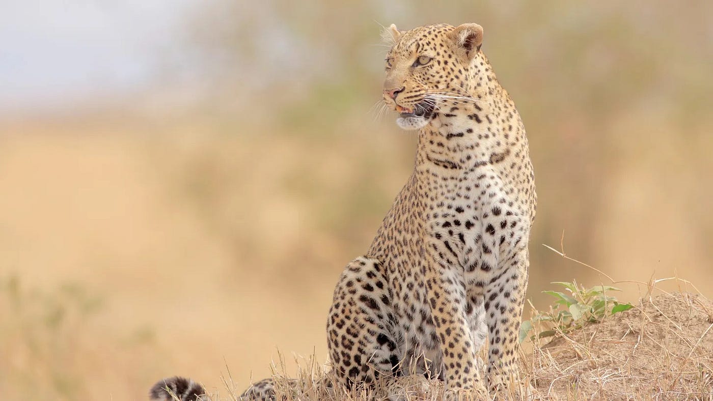 “We are carnivores and have been for hundreds of thousands of years…”