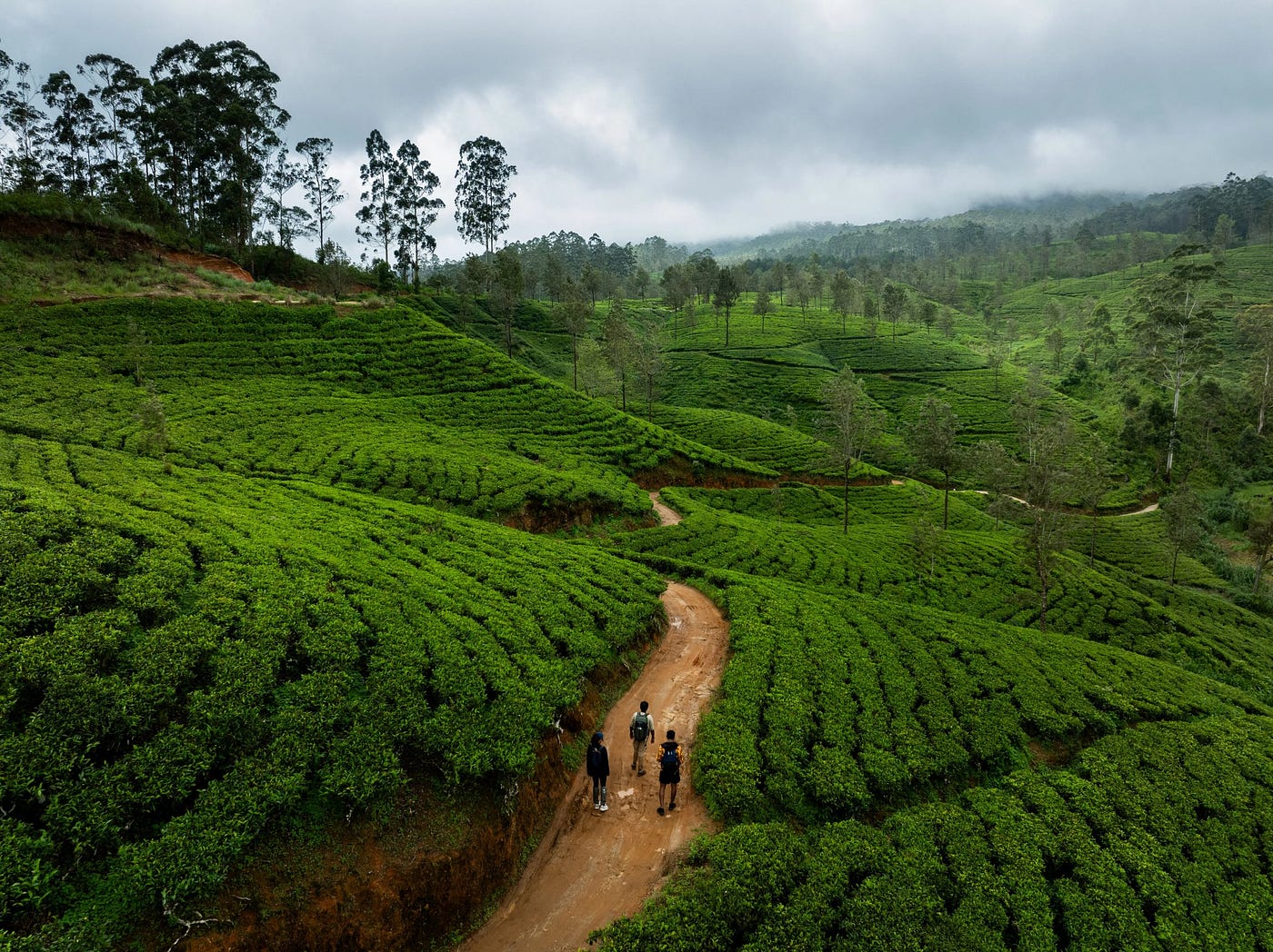 Caption: Trekkers hiking along the Pekoe trail tea estates in the Highlands of Sri Lanka