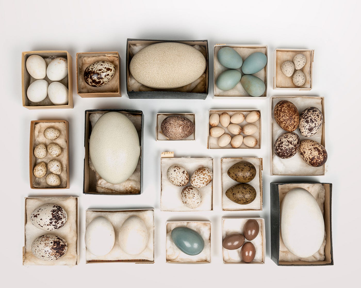 Object Lessons: The Doe Collection helped save bald eagles