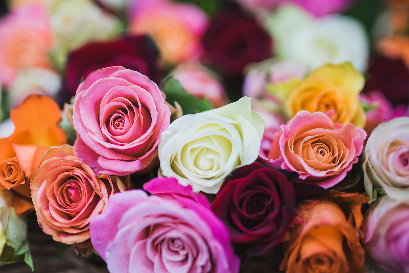 Foto di David Bartus: https://www.pexels.com/it-it/foto/colori-assortiti-di-fiori-di-rosa-714918/