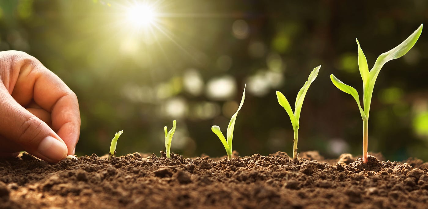 The Seed Metaphor  Building Company Culture | by chubernetes | Medium