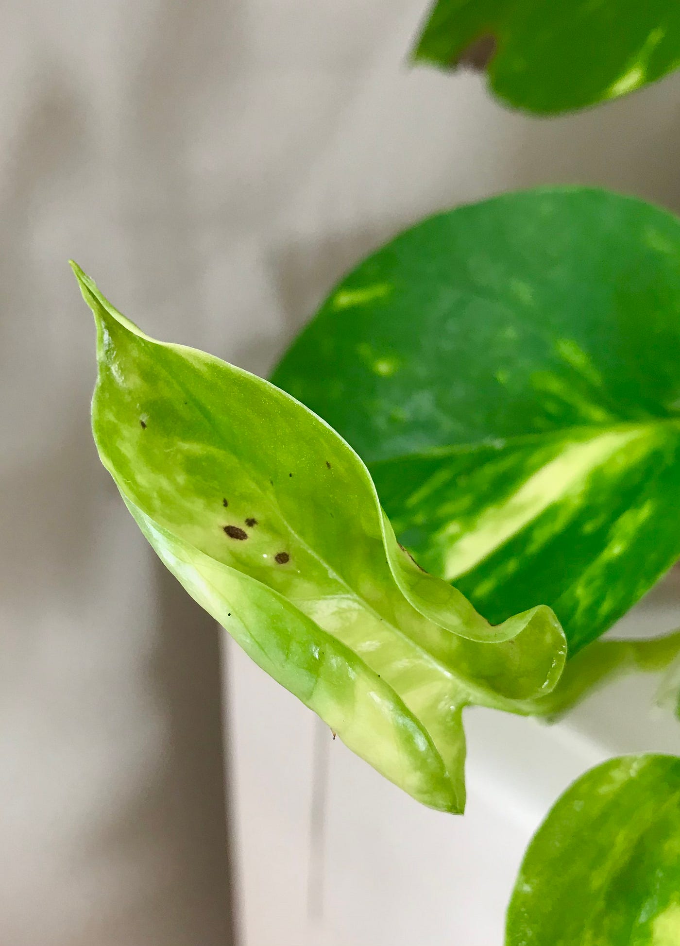 Houseplant Story Time: Why Correct Diagnosing is Crucial | by Delaney  Ramirez | Medium