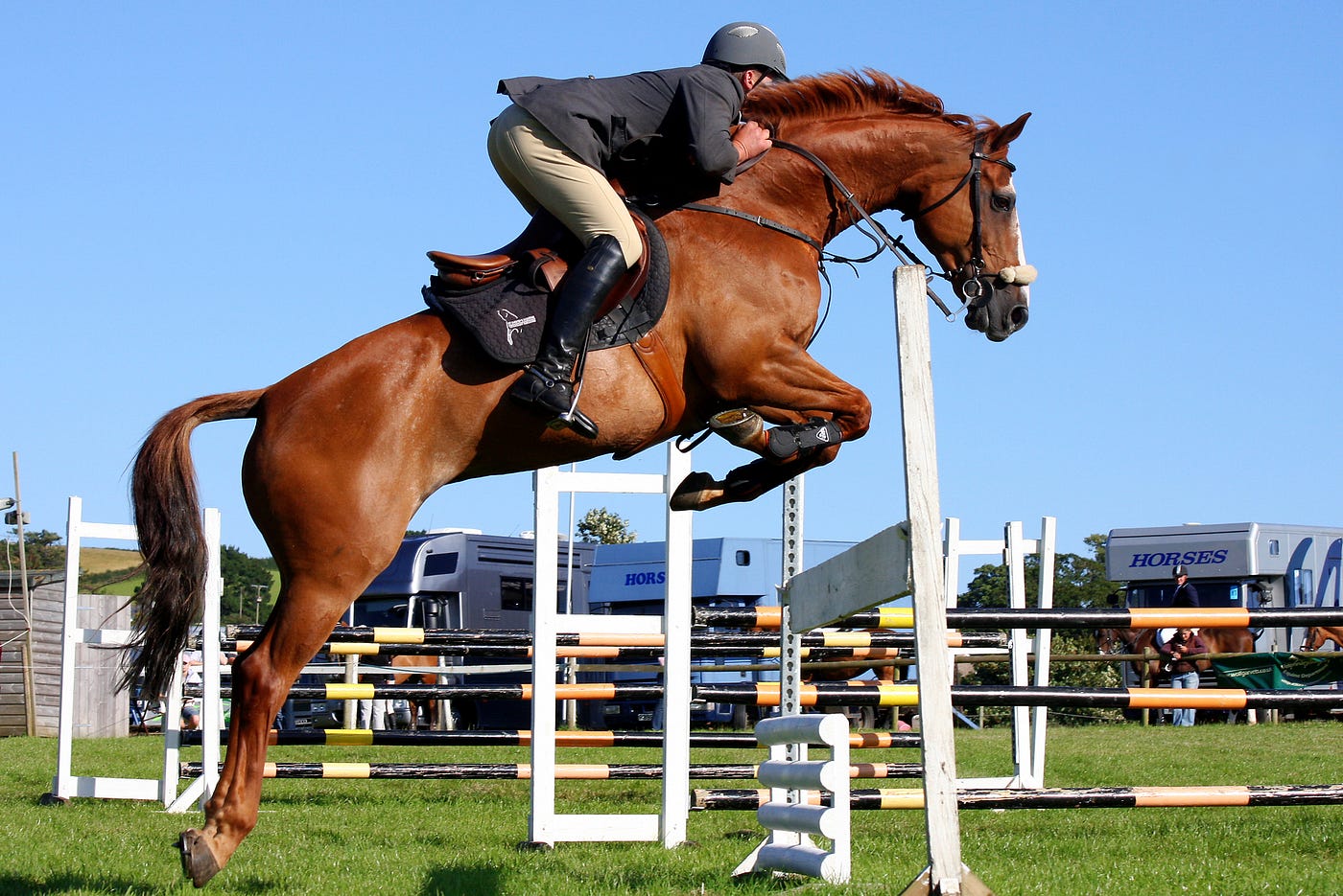 Common Riding Disciplines for Adults | by Rider For Life | Medium