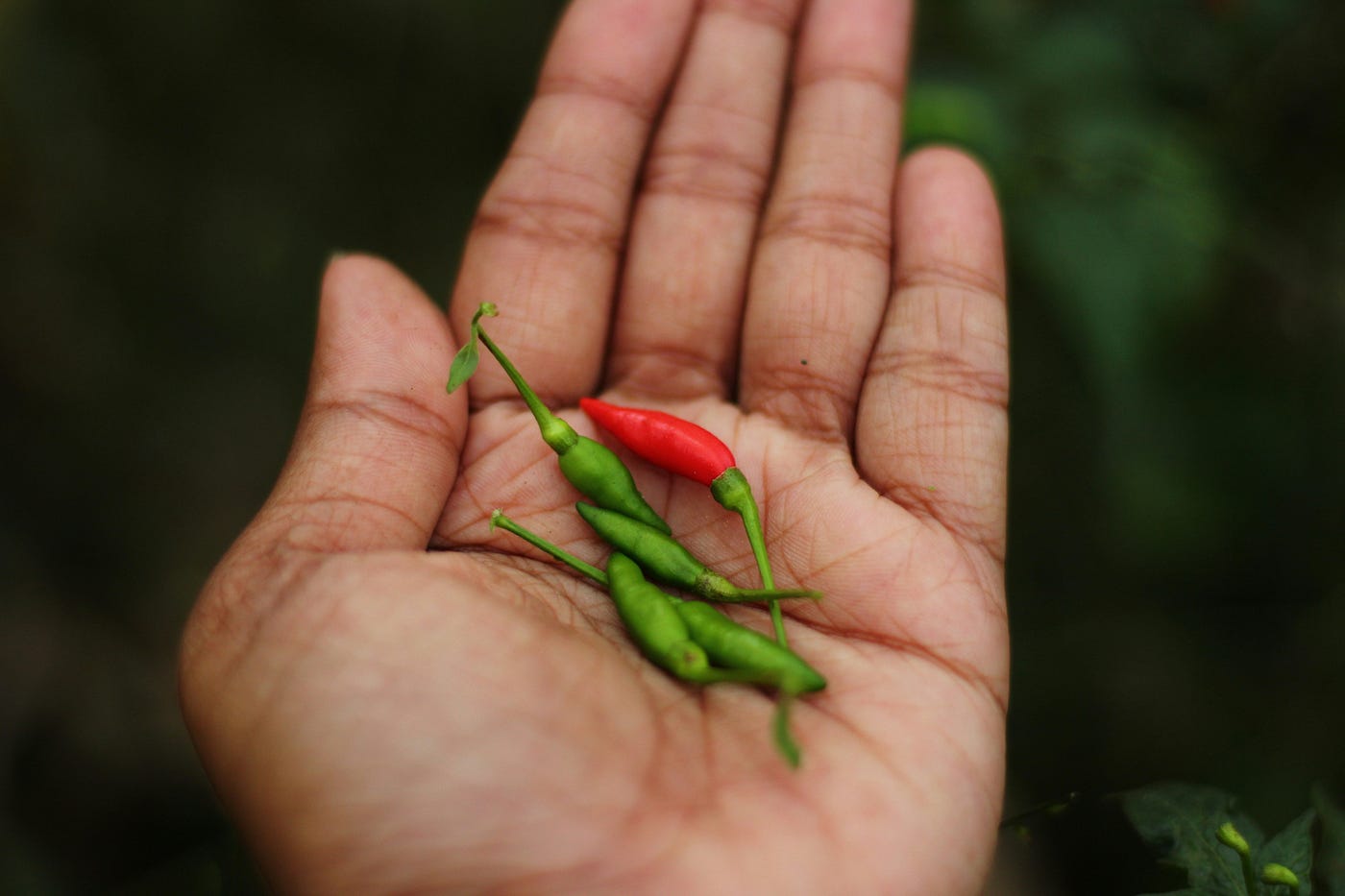 A handful of green chillies and a spoonful of life