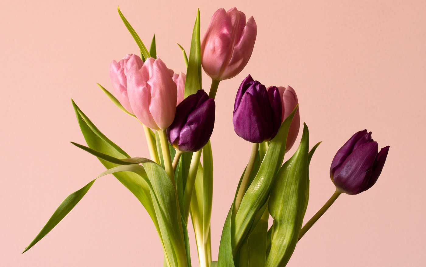 Tulipano: dove nasce e come si cura il fiore principe della primavera