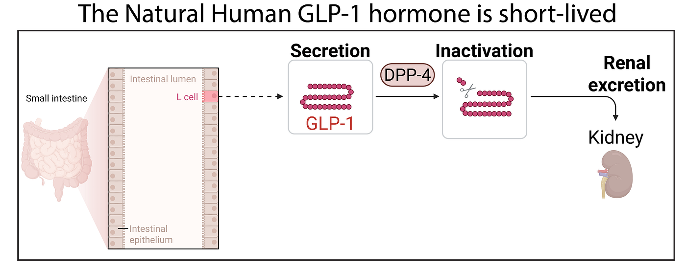 tirzepatide jittery Tirzepatide Reduces Food Intake and Appetite, and Affects Brain  Functioning, more than a Placebo and Liraglutide