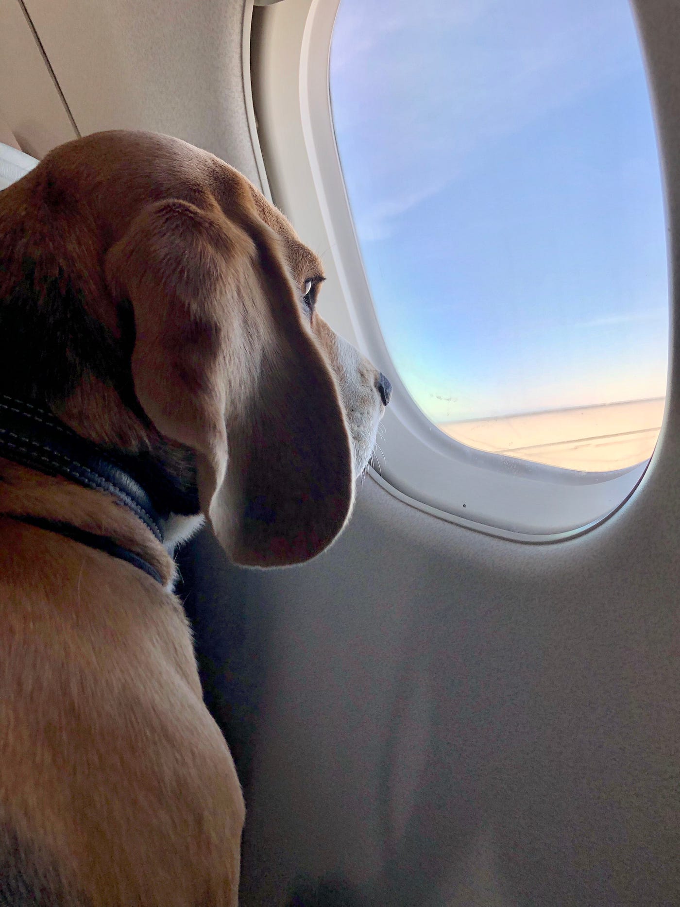 Можно с собакой в самолет. Собака в самолете. Собака в салоне самолета. Собачка в самолете. Щенок в самолете.
