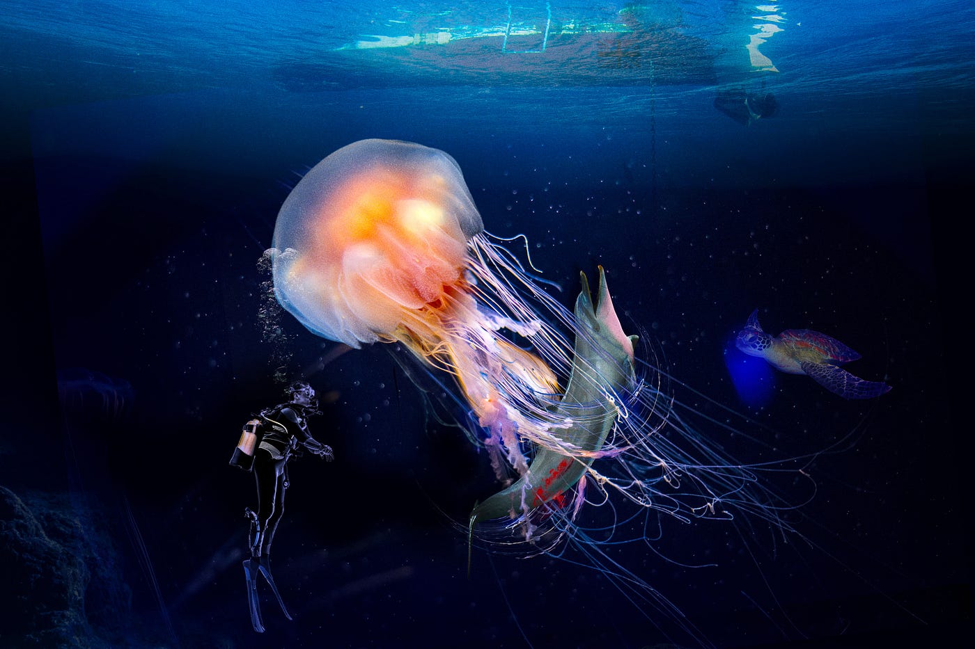 Méditerranée: Hausse des températures de la mer Faut-il craindre une  arrivée massive de méduses? 