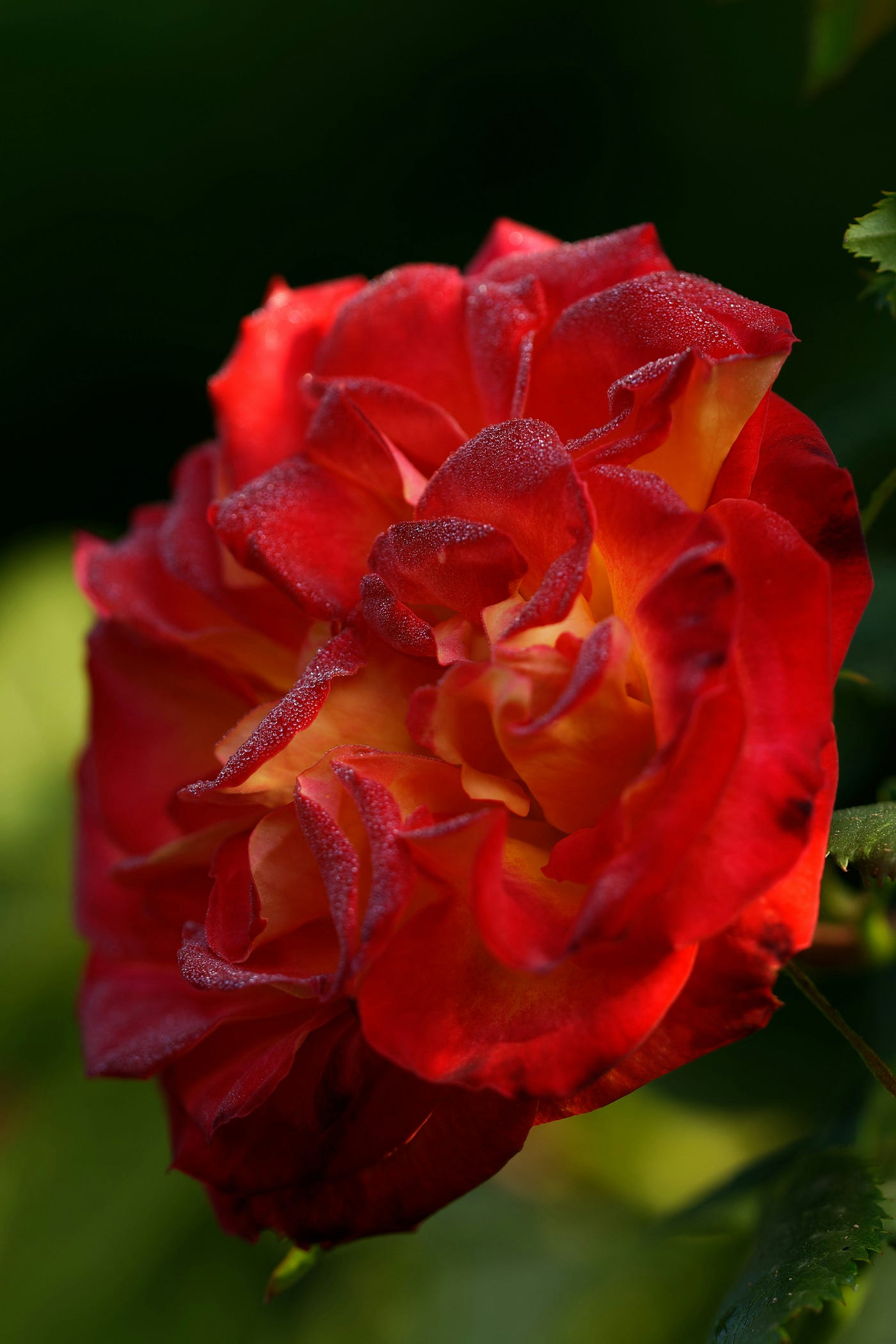 RoseRose d’Ispahan : Un Parfum de Paix Persan