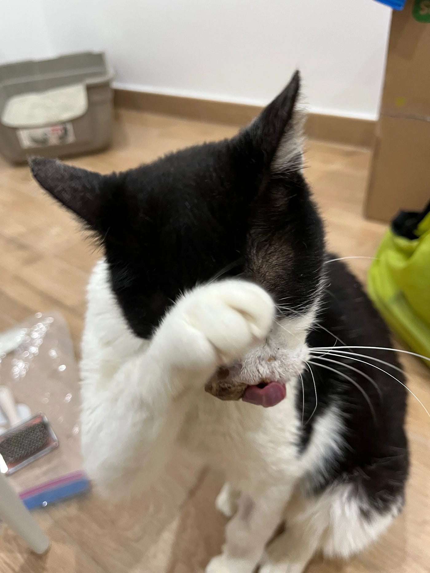 Is she cleanly cat?