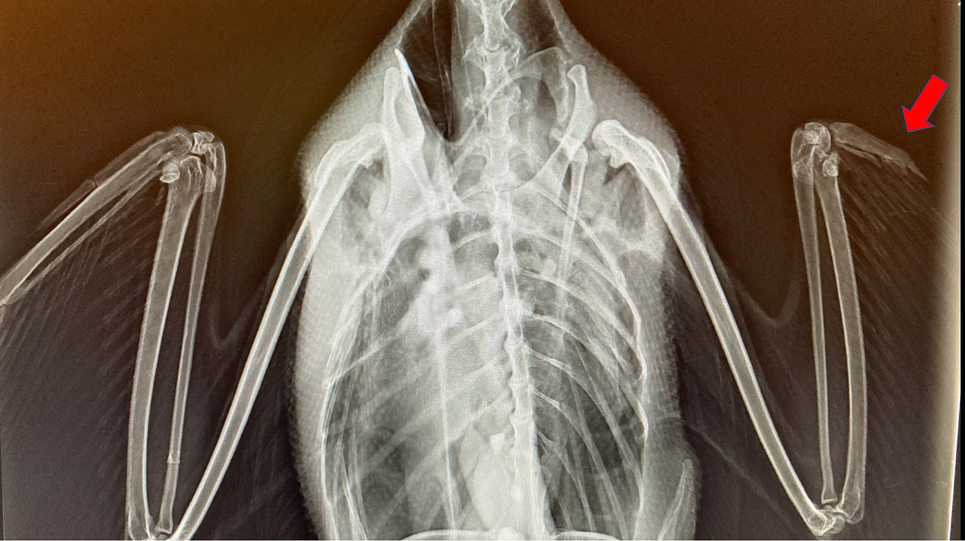an x-ray of the chest and wings of the rescued common loon with a red arrow pointing at the wing injury