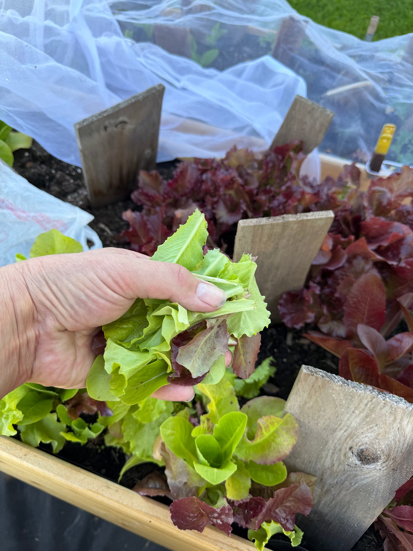 2026 Garden Update-Episode 15 of Leaf, Wing, and Sun