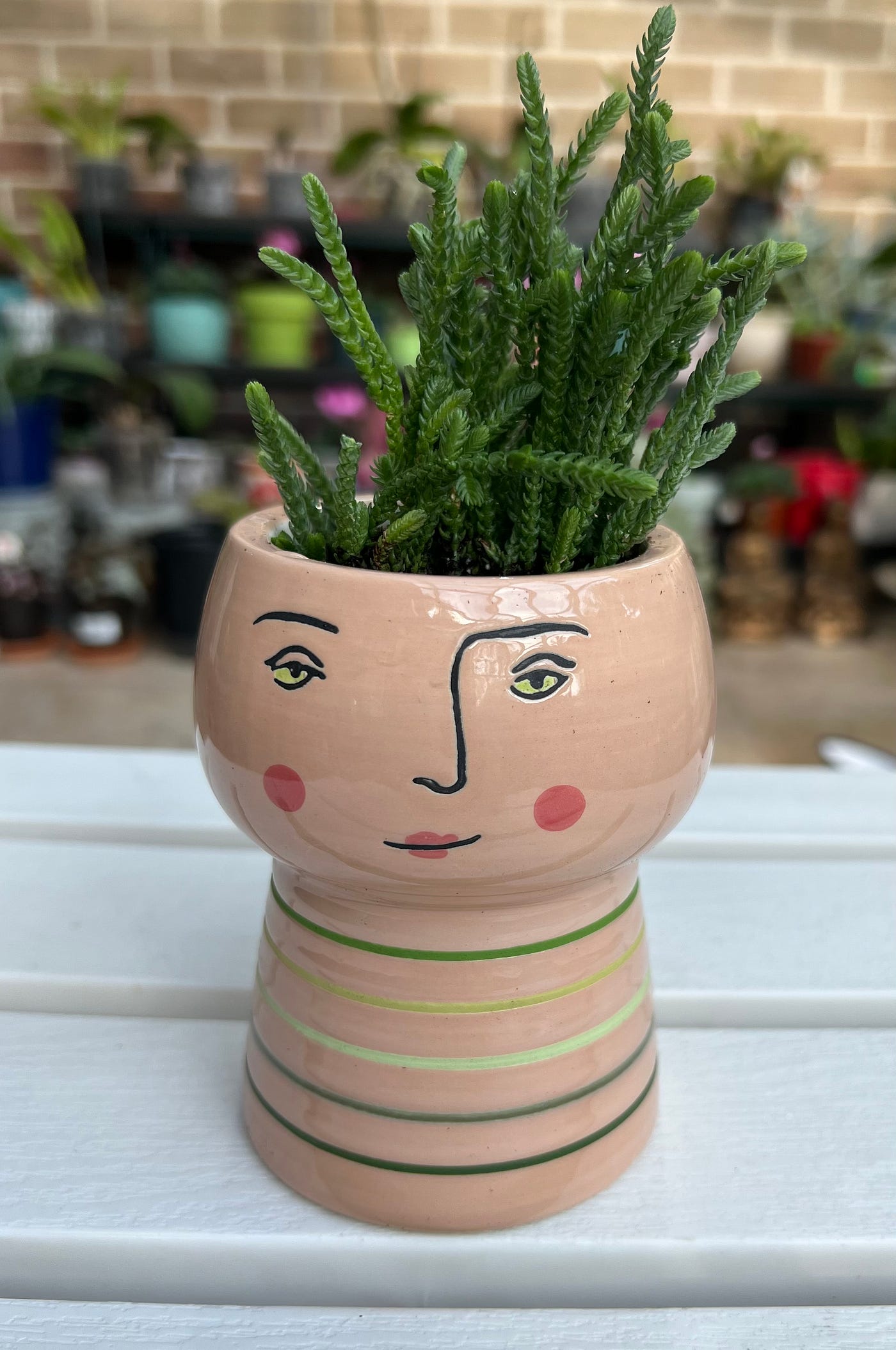 Meet Ms. Hairy, My Princess Pine (Crassula muscosa) | by Marta