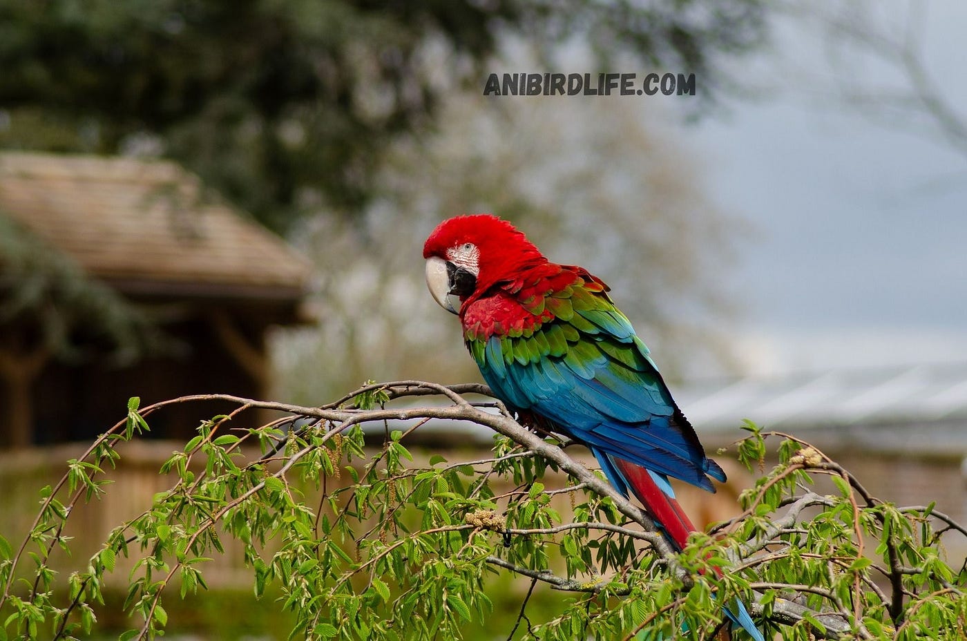 Talking Parrots: Breeds, Abilities, and Care