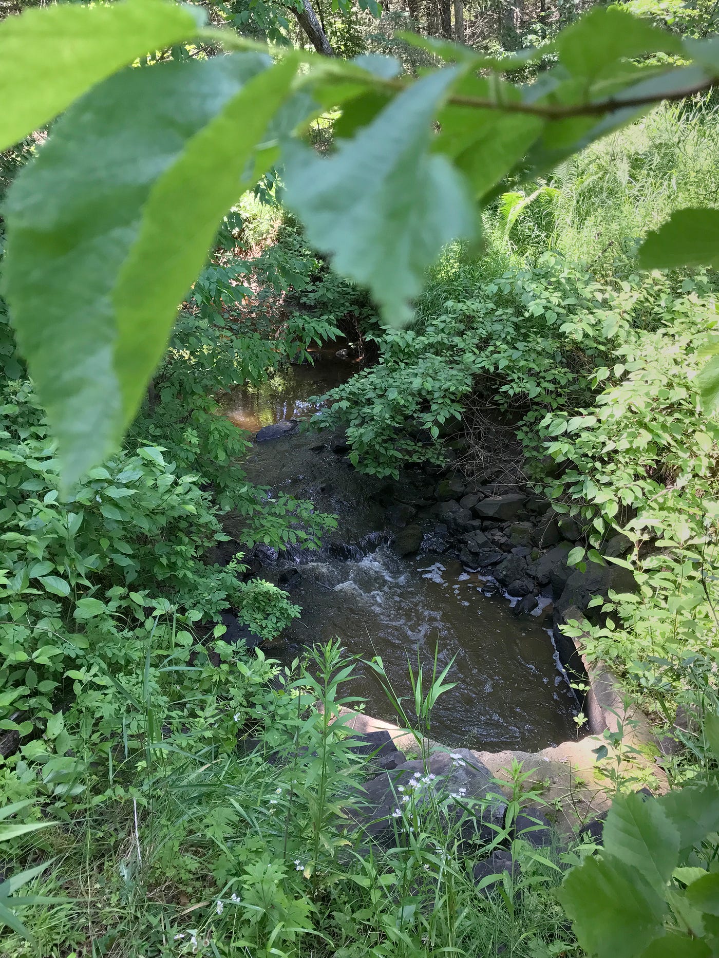 Forest Restoration Helps Minnesota Trout Streams