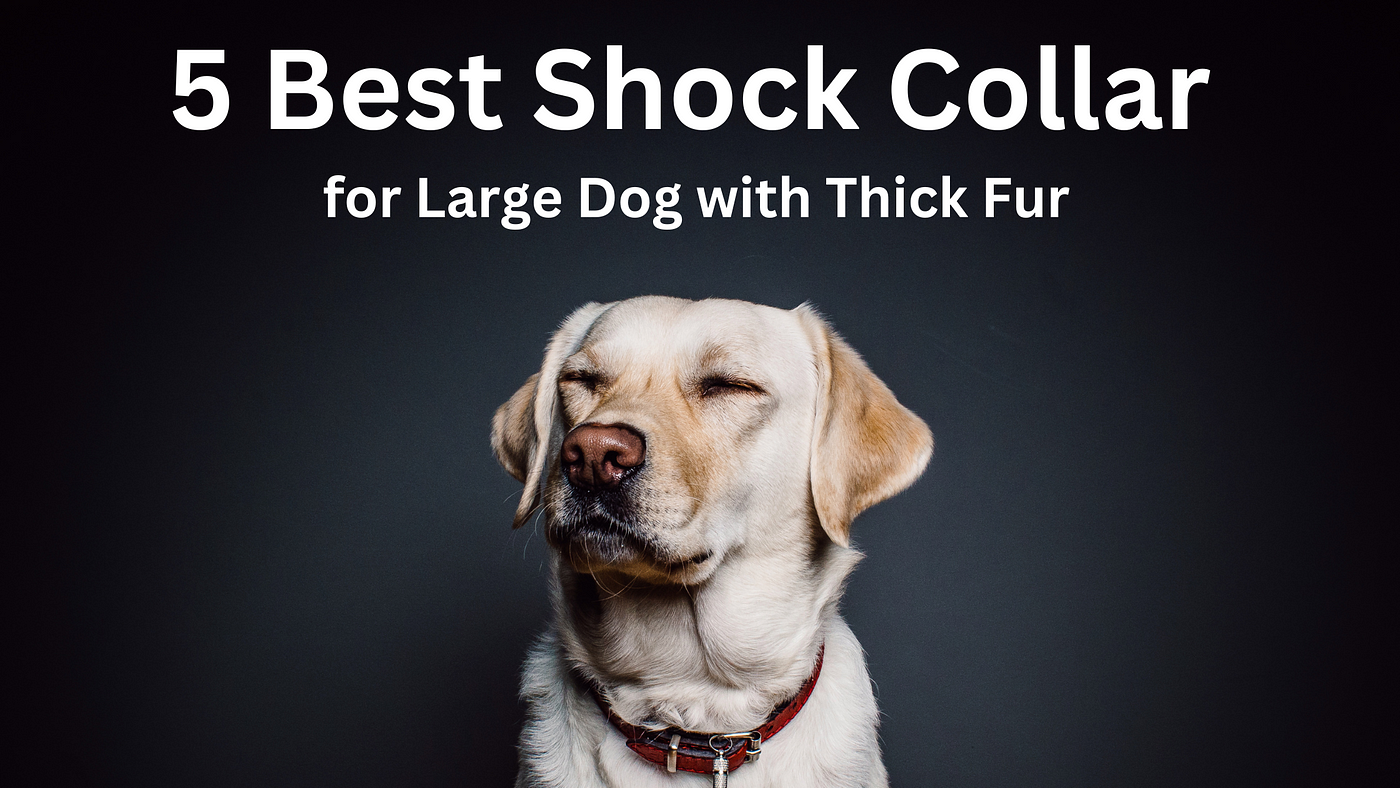 5 Best Shock Collar for Large Dog with Thick Fur | by Hifza HF | Medium