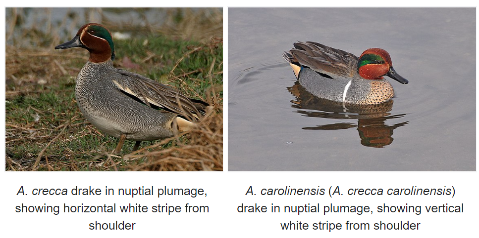 The greatest eyeliner a duck can have | by Zuzanna Żak | Gardening