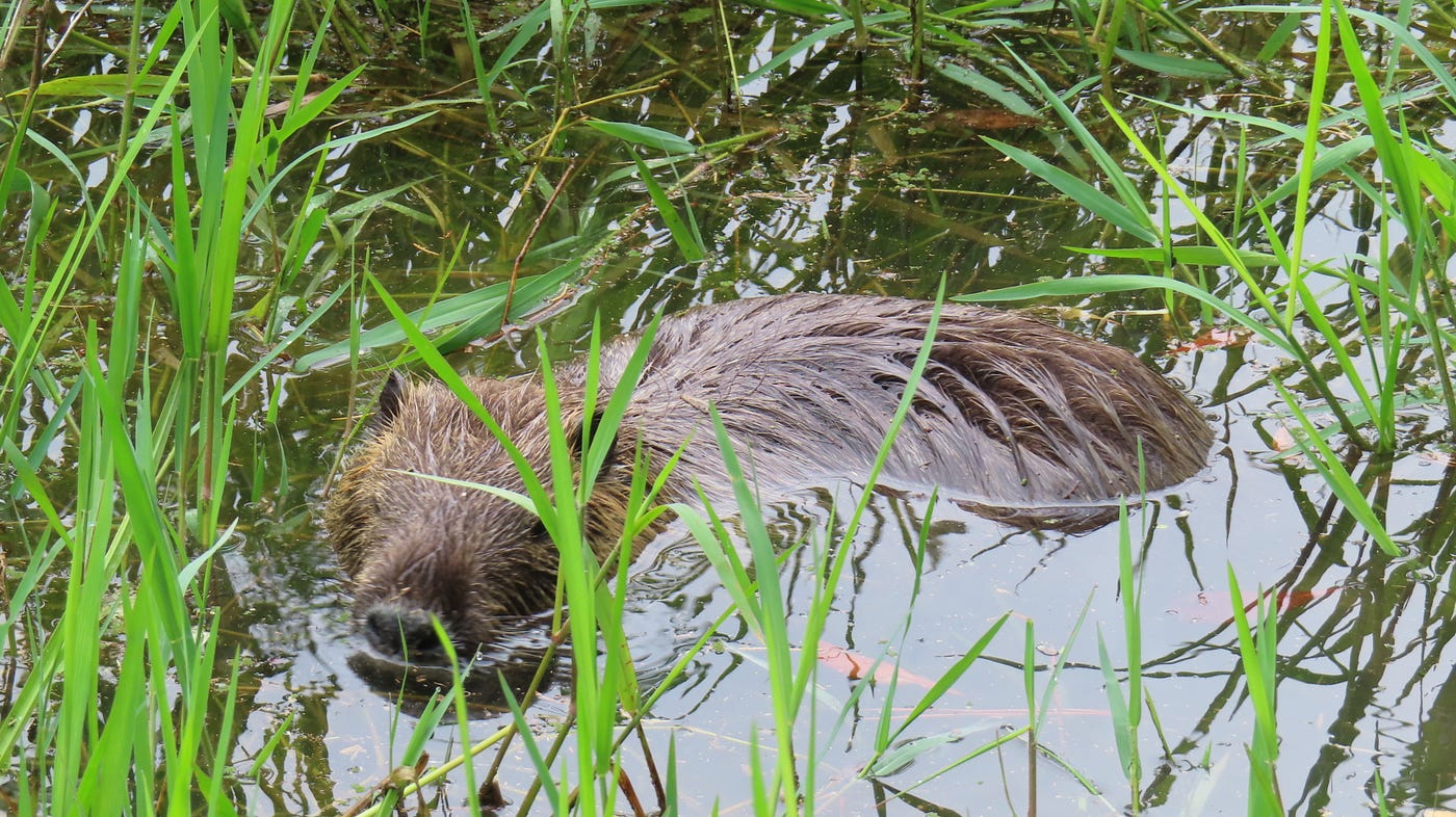 緑ヶ丘公園のヌートリア 大1匹 小4匹 7月5日