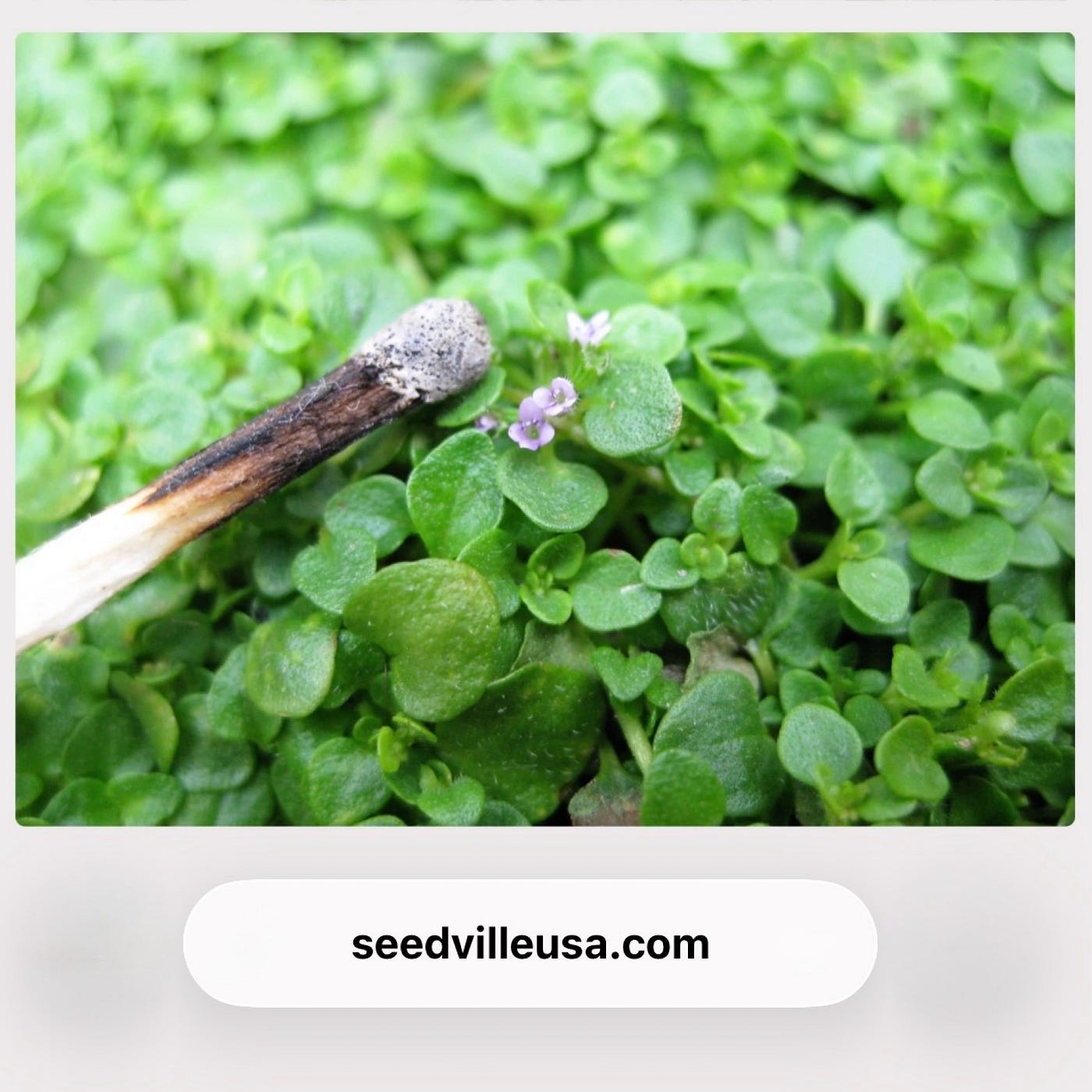 Corsican Mint. I did a thing. But the image  is | by The Curiologess |  Apr, 2026 | Medium