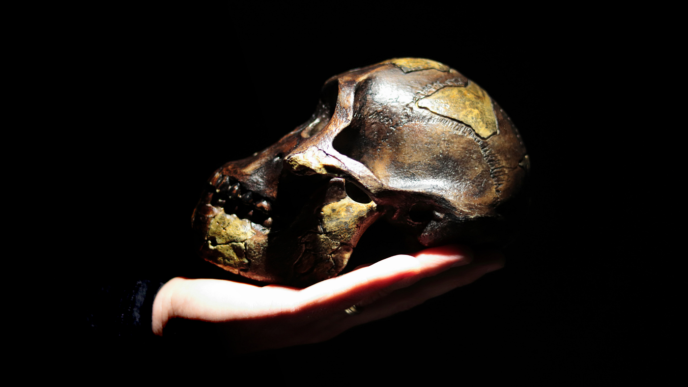 Reappraising the Palaeobiology of Australopithecus