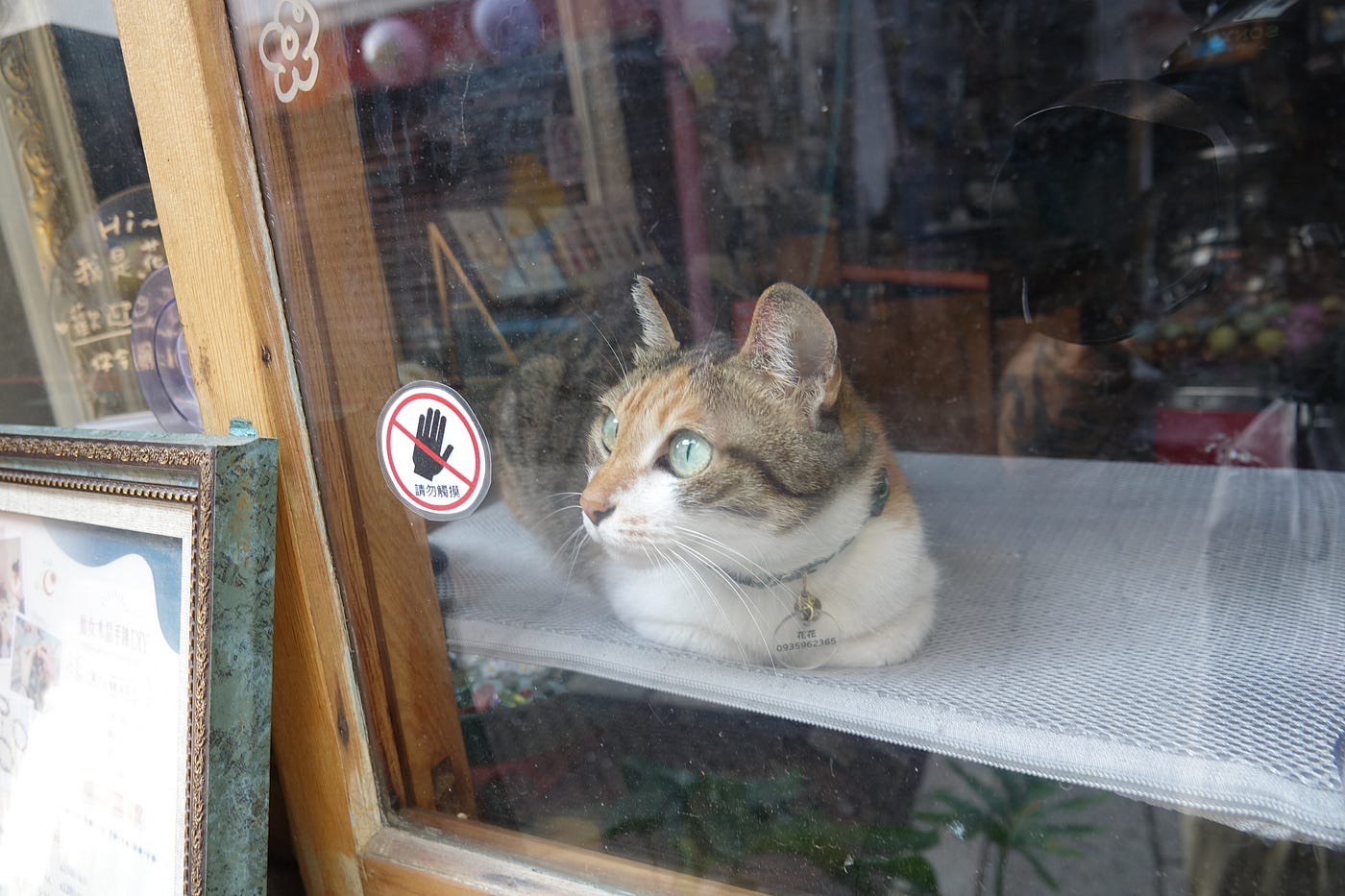 Tainan Shopcat