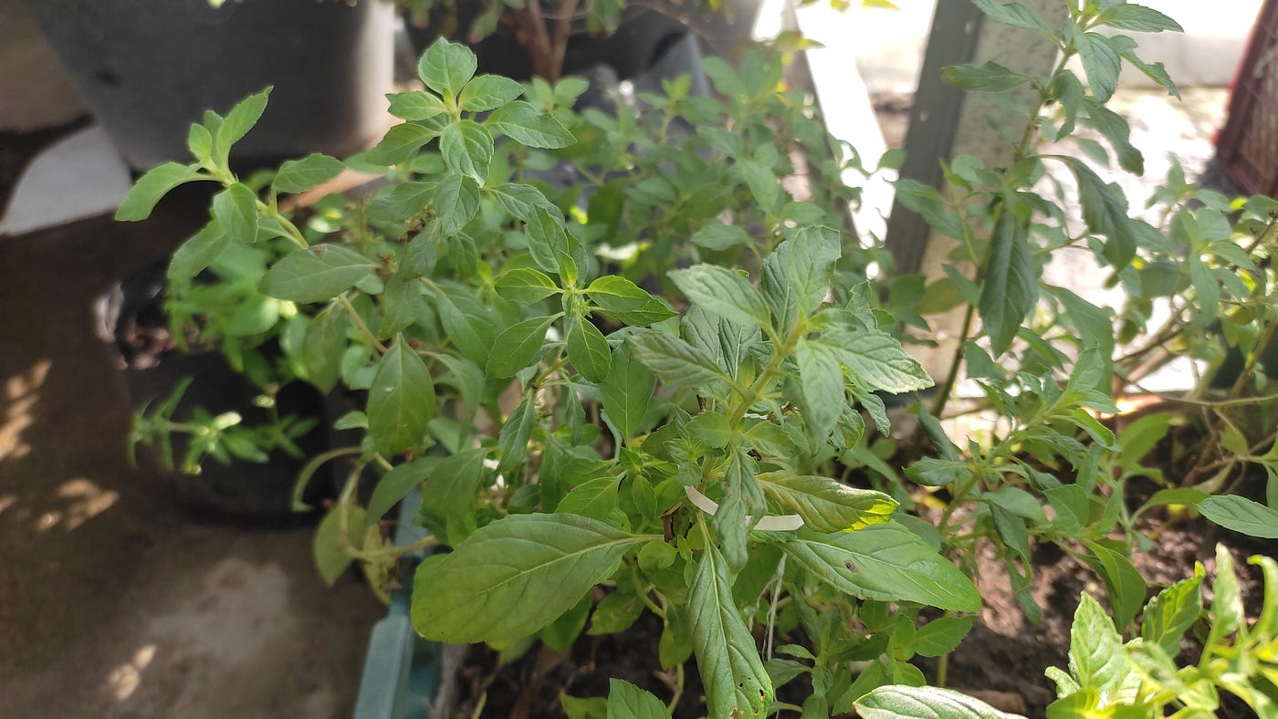 HERBAL, WA 0813–5812–3335, Jual Tanaman Pappermint Fresh