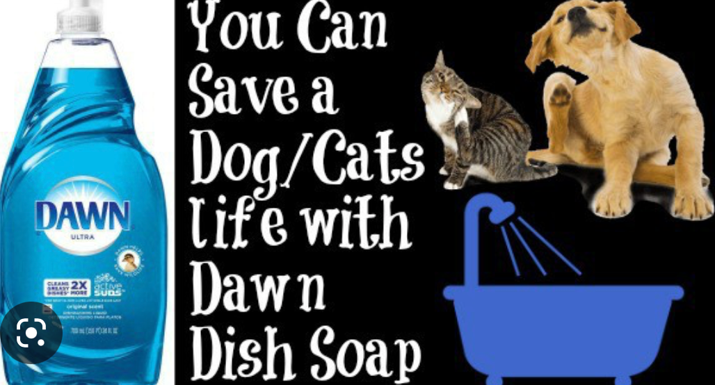 9 Tips to Save, Train, and Care for Cats and Dogs | by Alyssa Mahin | Medium