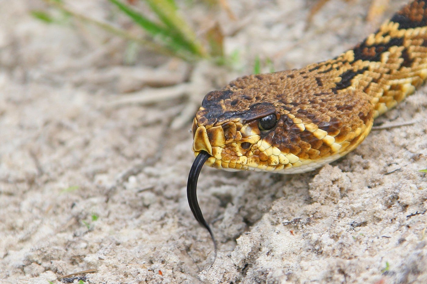 A snake that can spit and play dead - how awesome!