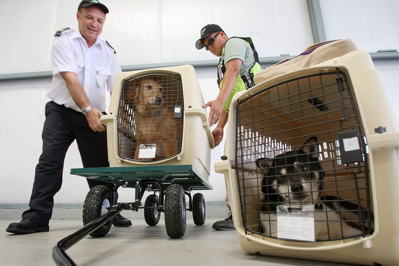 RGV s Premier Pet Transport Services Ensuring Stress Free
