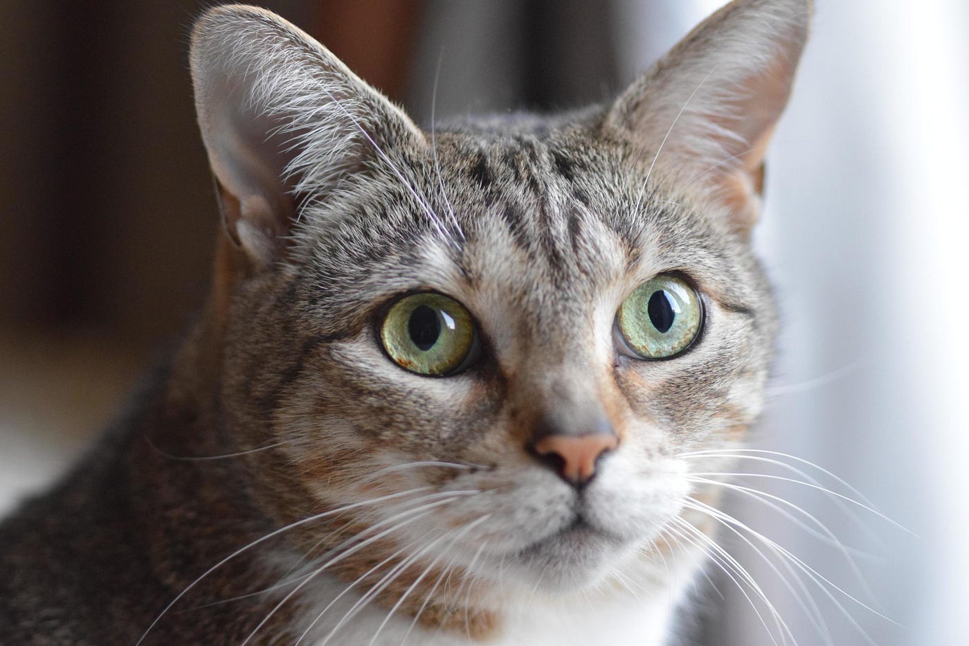 Imagem 1 — https://pt.vecteezy.com/foto/7585833-cara-de-gato-malhado