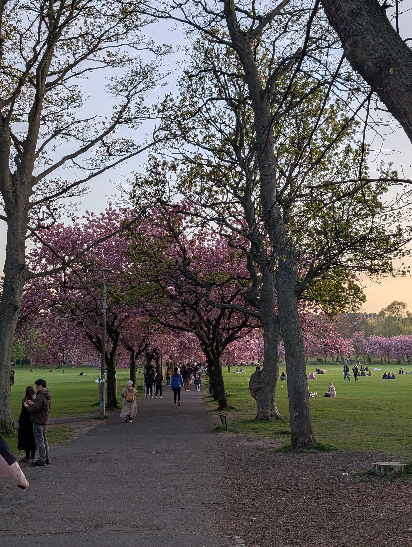Blossom Trees and Factory Smoke