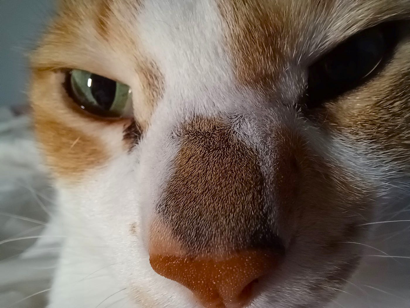 Do Cats Have Object Permanence: Surprising Facts Revealed