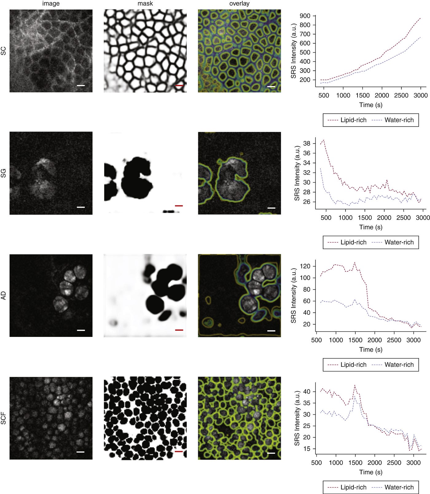 An example of the mask outlines of cell membranes at the different skin layers, and the associated drug concentrations over time (drug associated with cell membrane and water respectively).