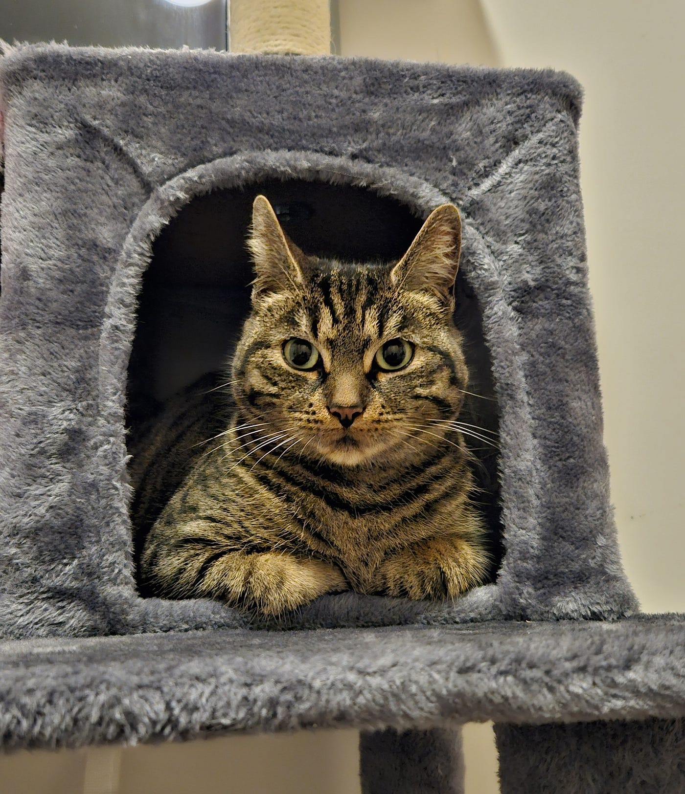 The Joy of Becoming a Cat Lady (and other aspirations)