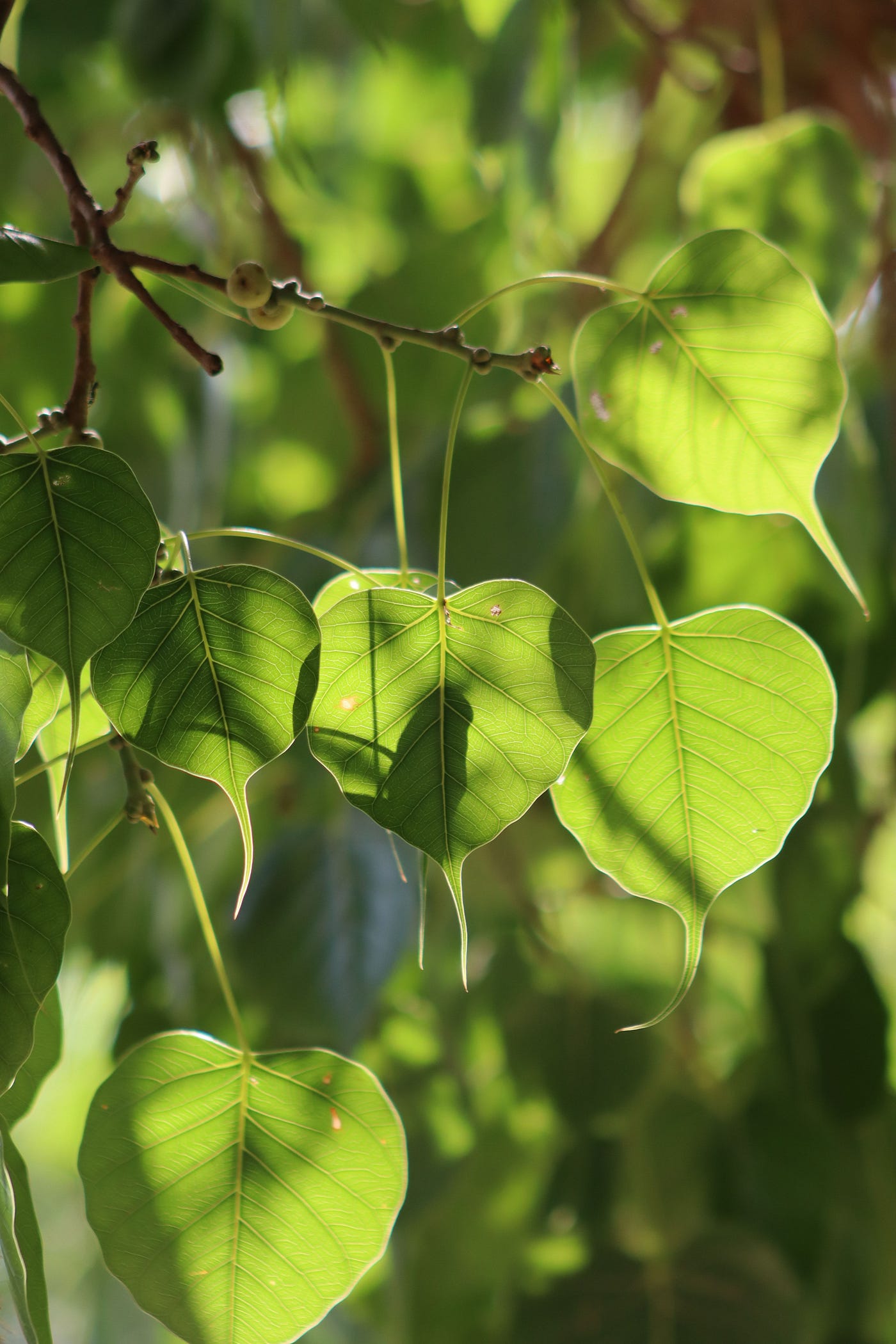 Gentle Peepal Leaves