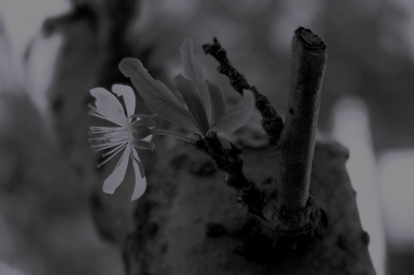 Photo © Diana Dolea