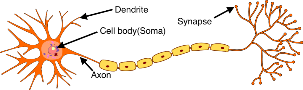 What Is The Relation Between Artificial And Biological Neuron? | by Saurabh  Mhatre | Medium