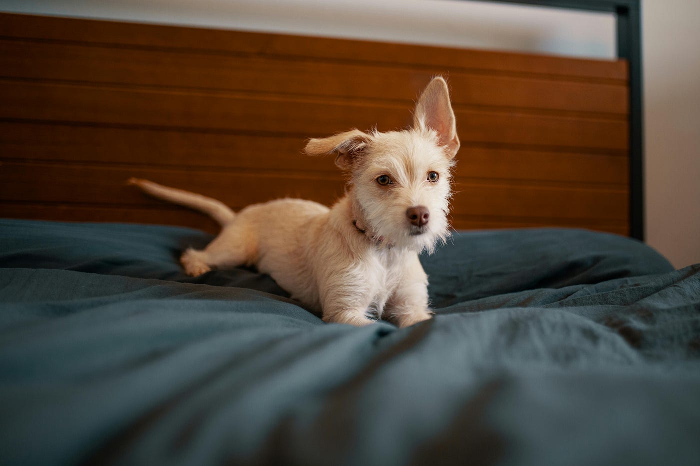 Guia Completo para Escolher a Cama Perfeita para o Seu Cãozinho: Conforto, Segurança e Felicidade…