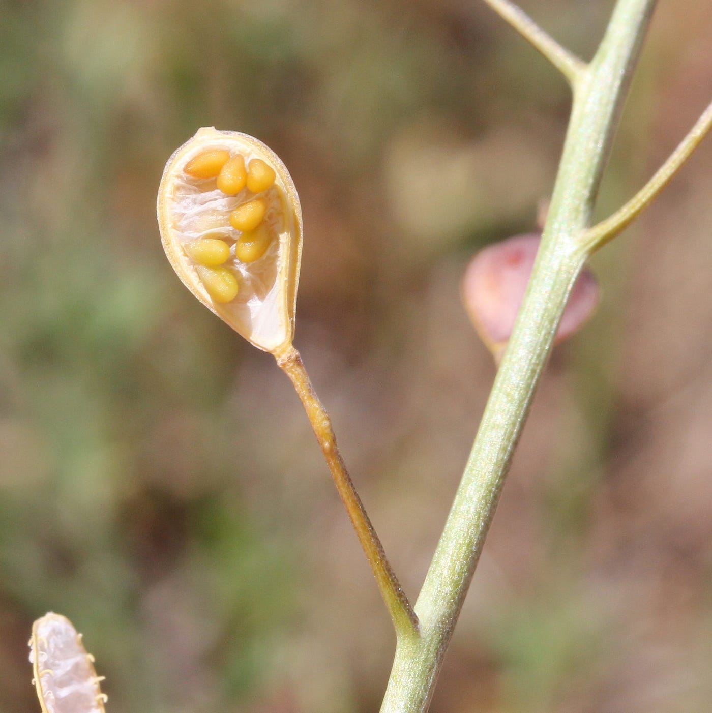 Ancient Gold  Camelina: A Botanical History | by Danielle Herring | Plant  Based Past | Medium