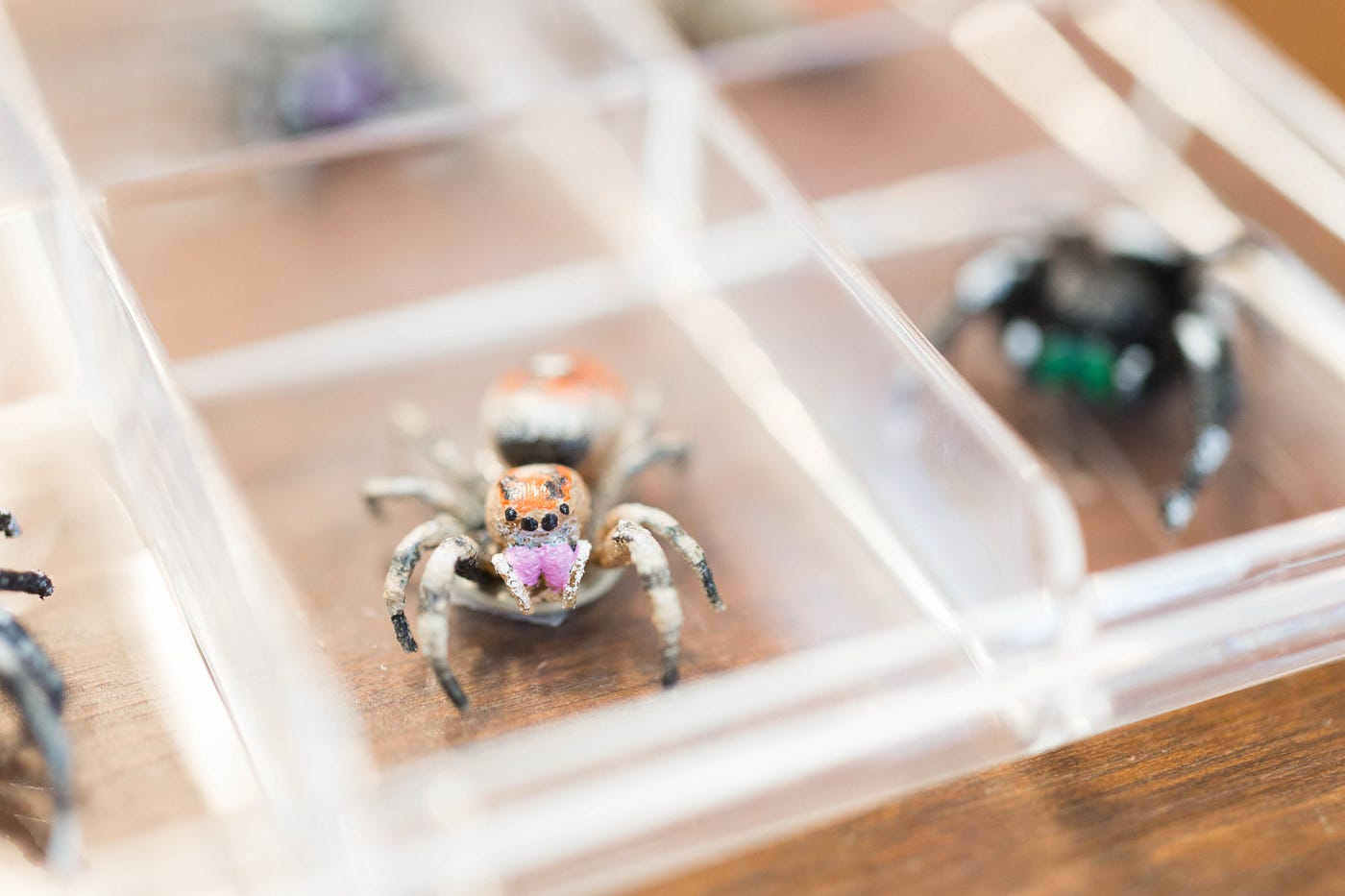 Inside the Lab Where Spiders Put on Face Paint and Fake Eyelashes (and  Termites Wear Capes)