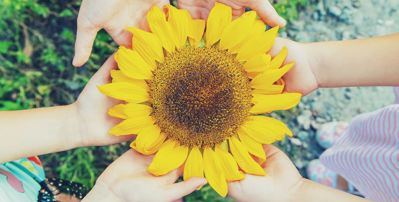 세 쌍의 손이 해바라기를 함께 잡고 있습니다