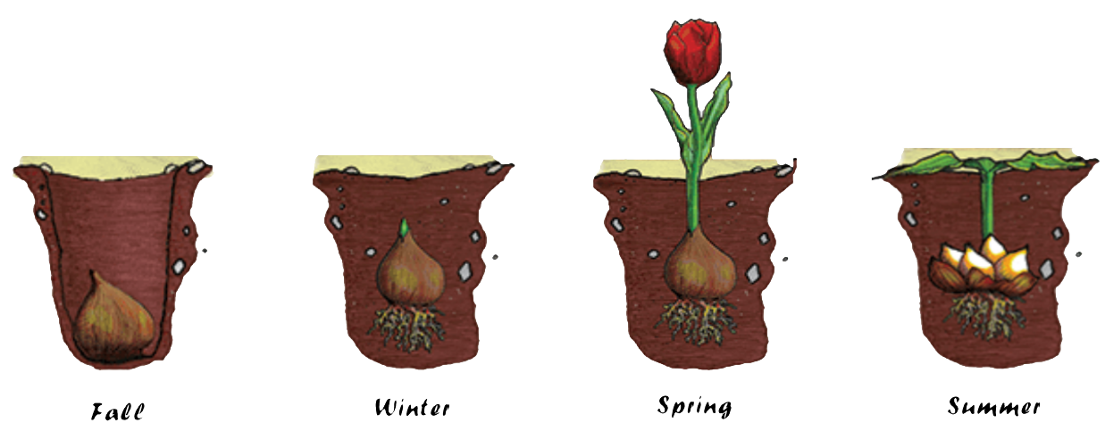 Tulip Bulb Planting Guide: All You Need To Know | by Johanna Bobbio | Medium