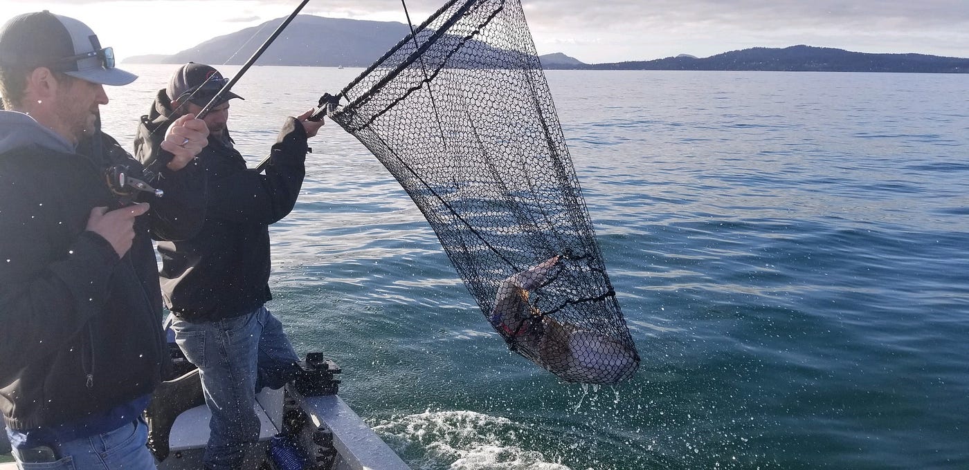 Key in on structure around Puget Sound for hard-fighting lingcod