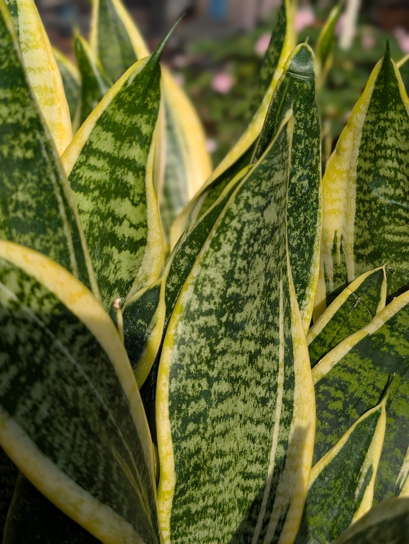 Plants, explained: Do Your Plants Really Purify the Air? | by Avia Saloner  (PhD) | Medium