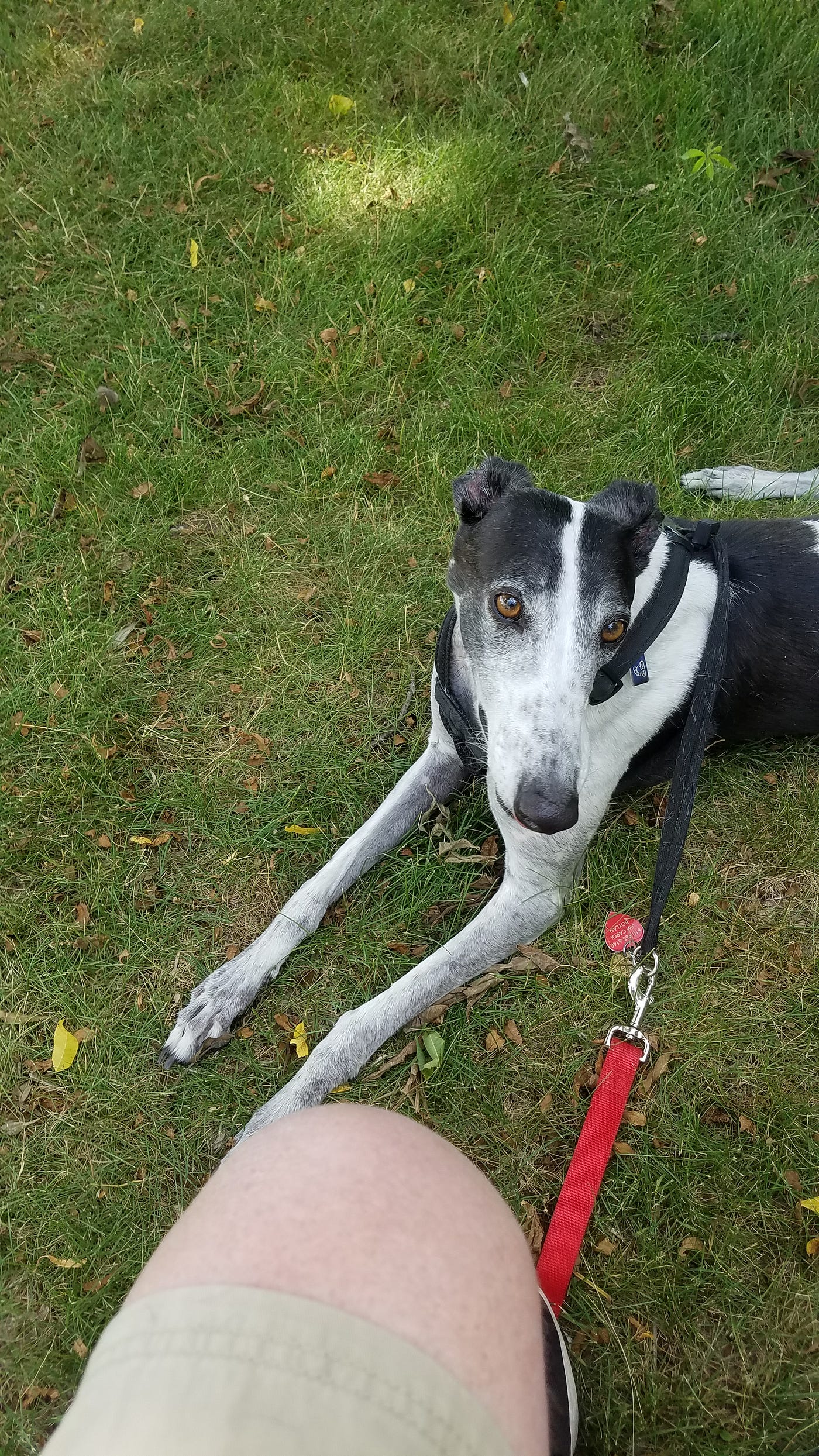 Gem greyhounds available dogs cheap
