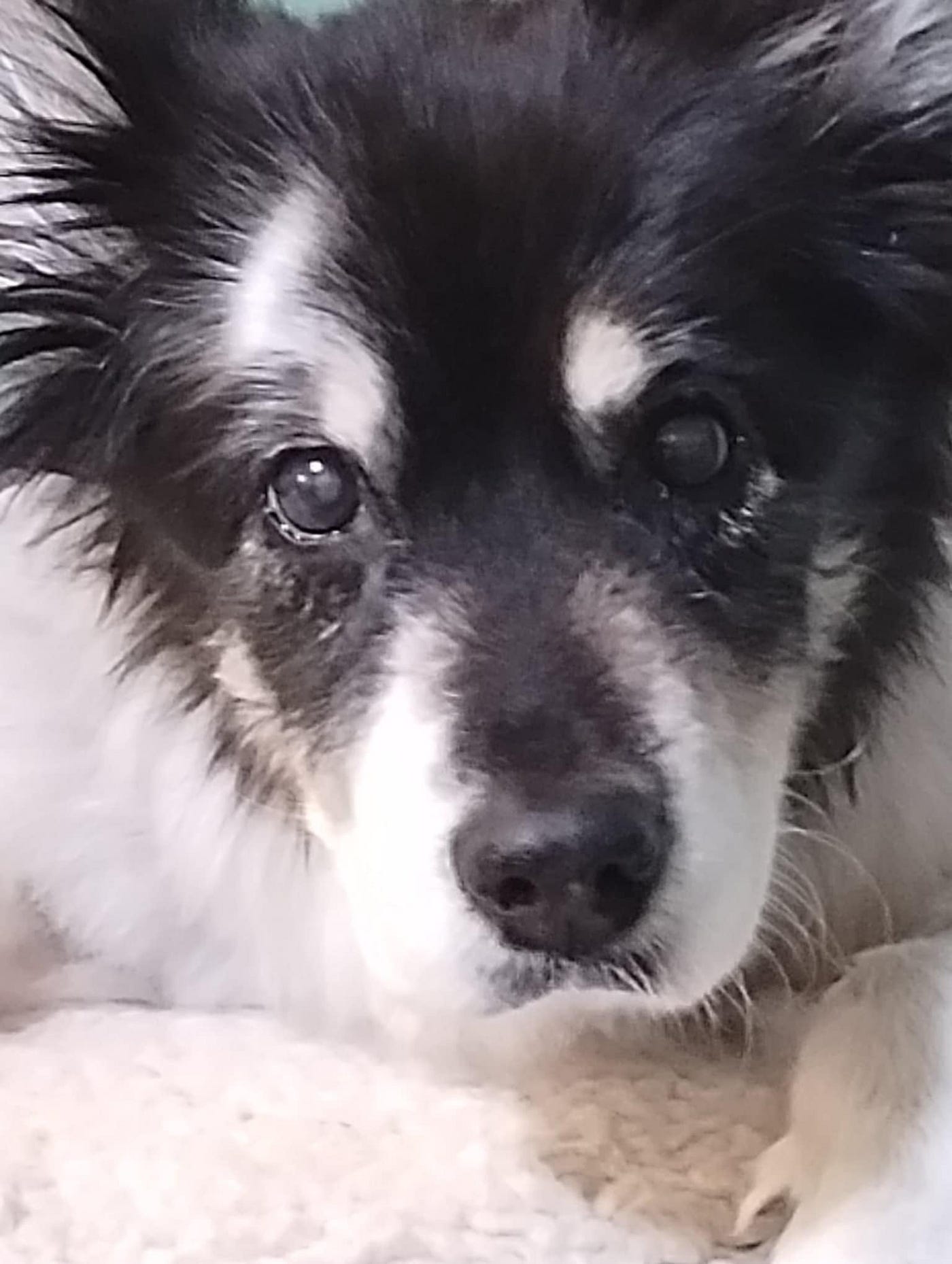 A close-up image of the black and white face of Tricia’s dog Lucy.