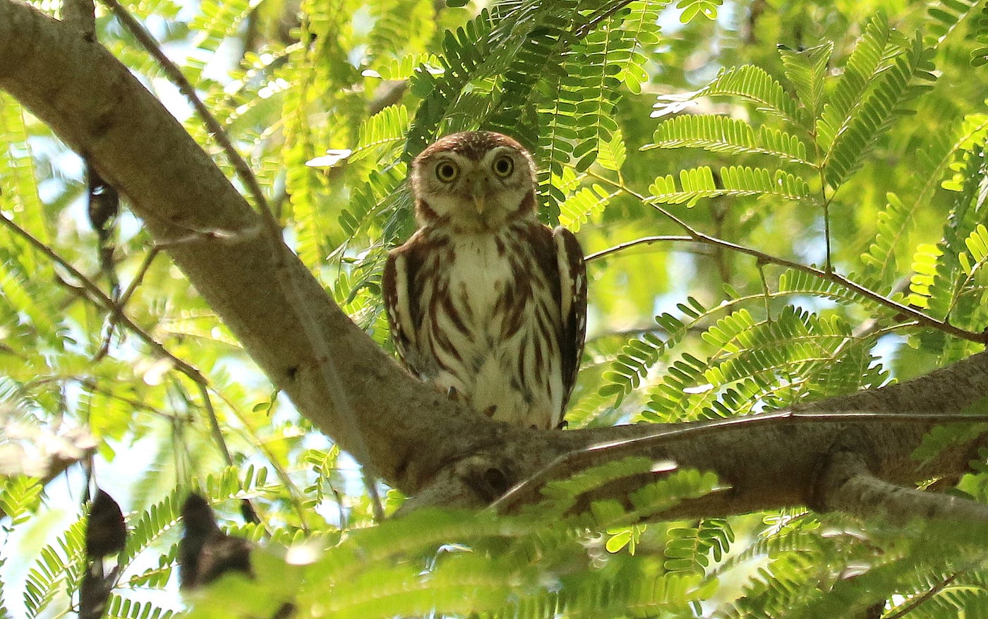Birding highlights from Yucatan. Left: two social flycatchers (Myiozetetes similis). Right: ferruginous pygmy owl (Glaucidium brasilianum).