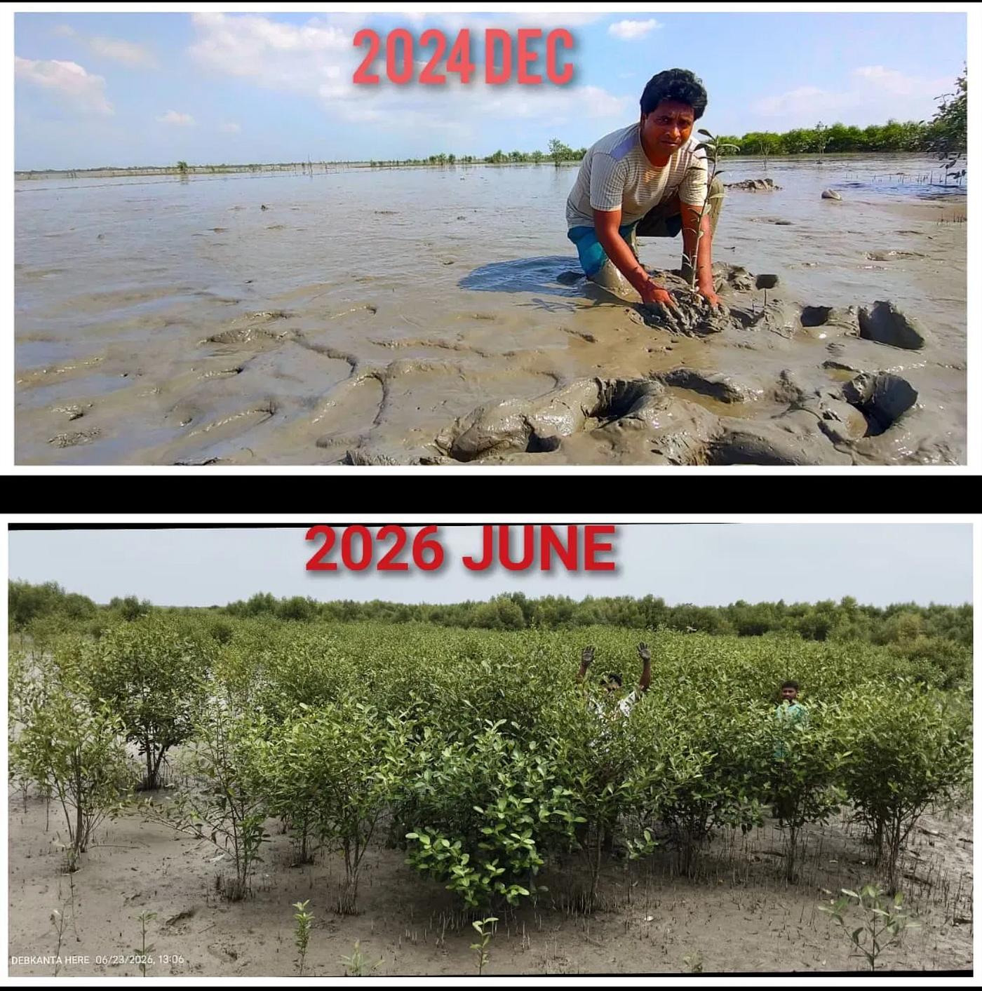 Mangrove Plantation Report by our partner NGO — Sukher Swarga Foundation