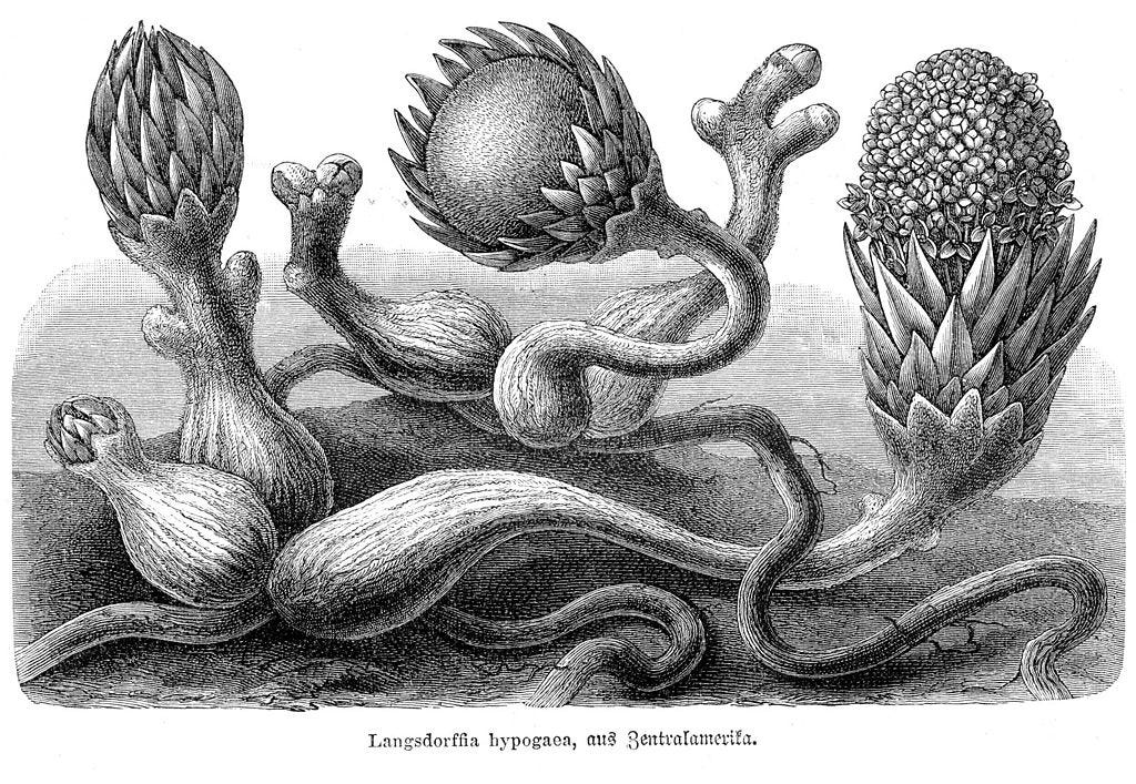Langsdorffia hypogaea, Central America: The architecture beneath the surface enables everything above it.